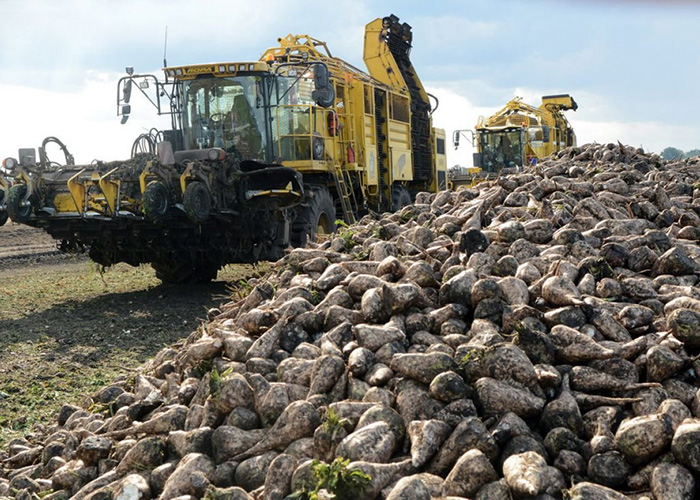 В Татарстане завершена уборка сахарной свёклы собрано 2.8 млн. тонн урожая