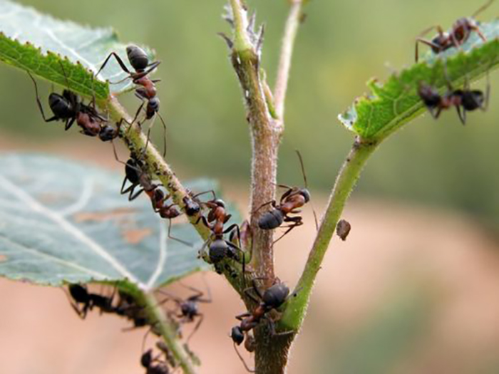 Весенняя обработка сада от муравьев