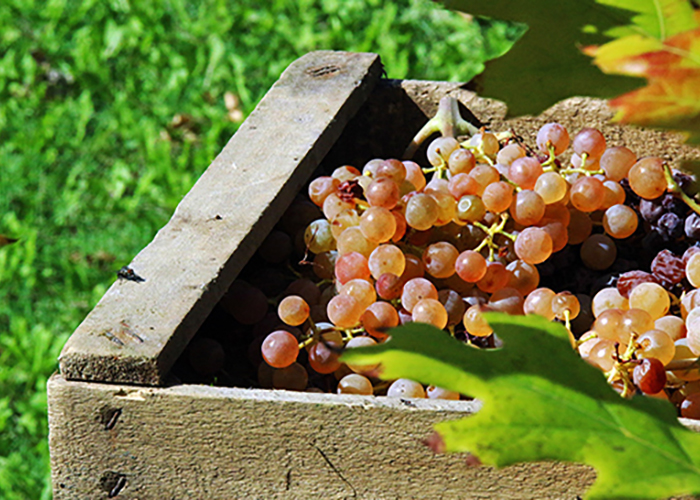 Виноделы получат господдержку граждане качественное вино