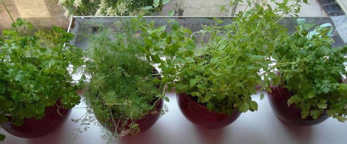 Выращивание зелени в домашних условиях на подоконнике
