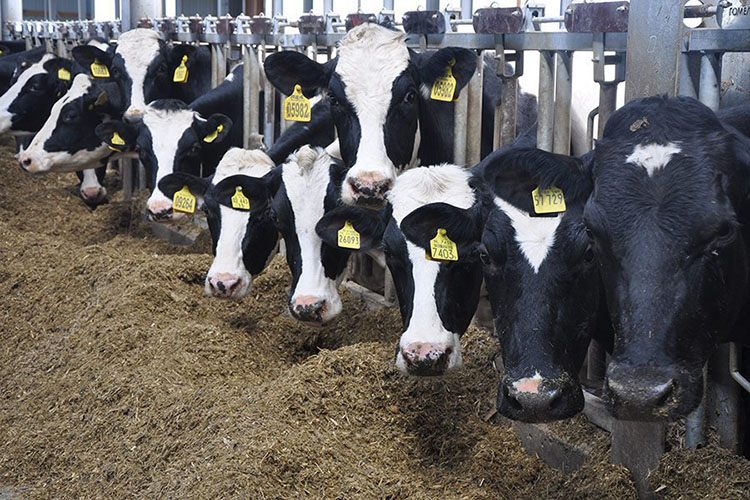 ​«ЭкоНива» планирует купить молочное хозяйство в Рязанской области