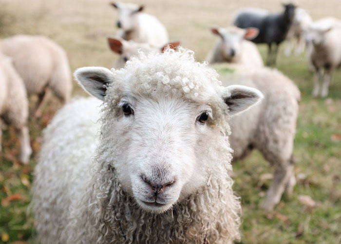 ​Минсельхоз работает над стратегией развития овцеводства и козоводства