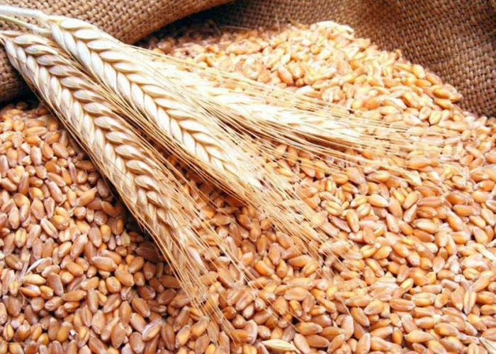 ​Российский зерновой союз назвал дискриминационными новые правила для карантинных сертификатов на зерно