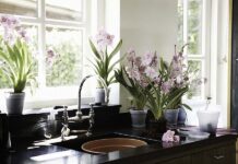 Комнатные растения для кухни, какие цветы выбрать