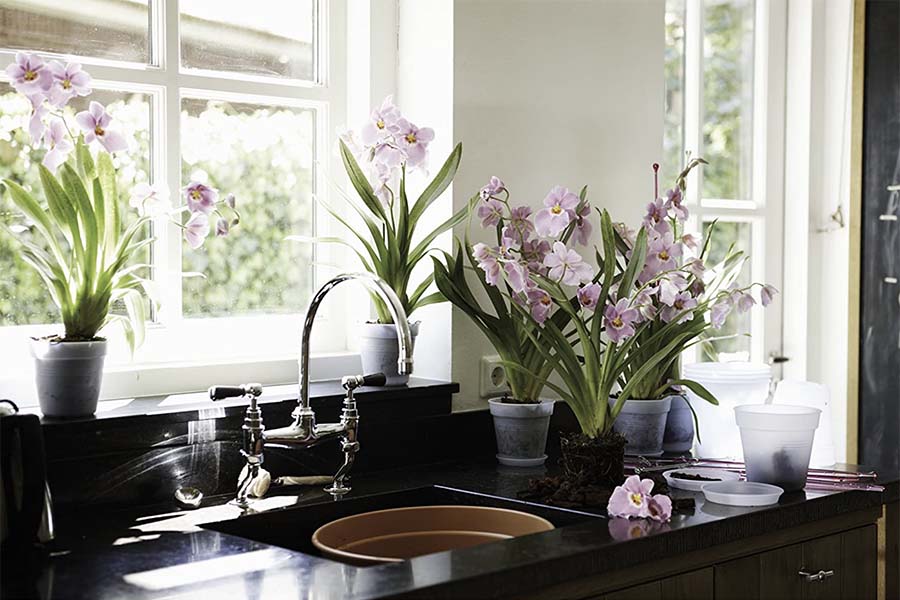 Комнатные растения для кухни, какие цветы выбрать