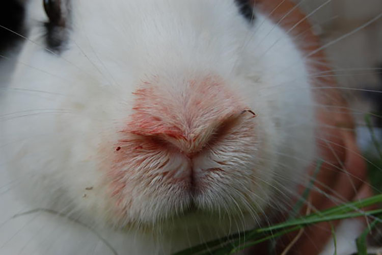 Чем болеют кролики