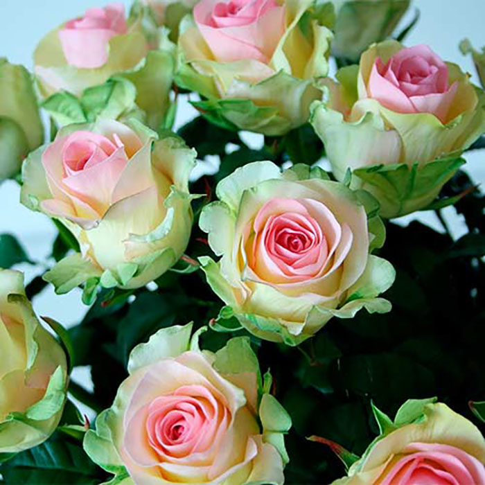Долгоцветущие сорта роз – какие сорта выбрать чтобы радовали все лето – АГРАРИЙ