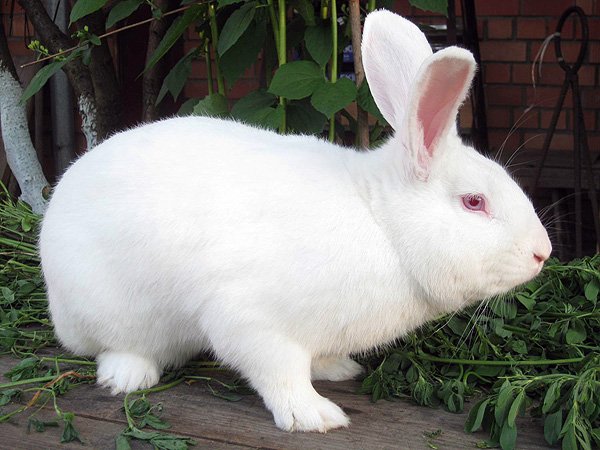 Кролики породы паннон