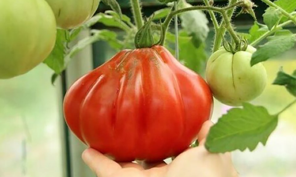 Крупноплодный томат Пузата хата