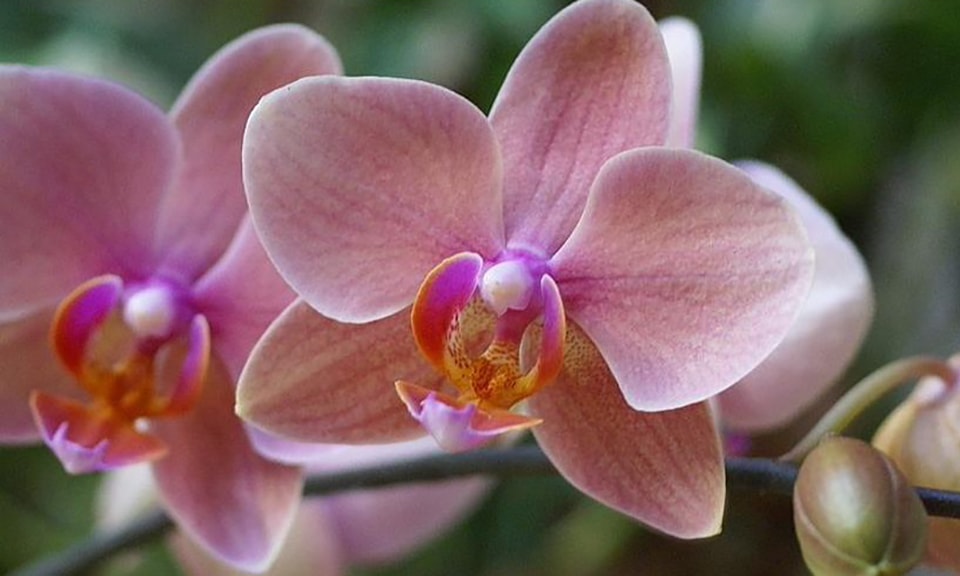 Особенности пересадки орхидеи в домашних условиях