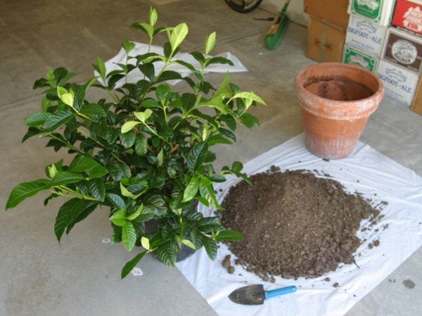 Комнатный жасмин Самбак: выращивание и уход