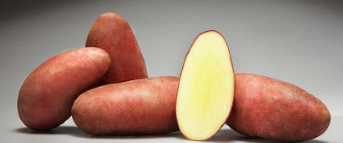 Сорт картофеля Родриго описание характеристики особенности выращивания