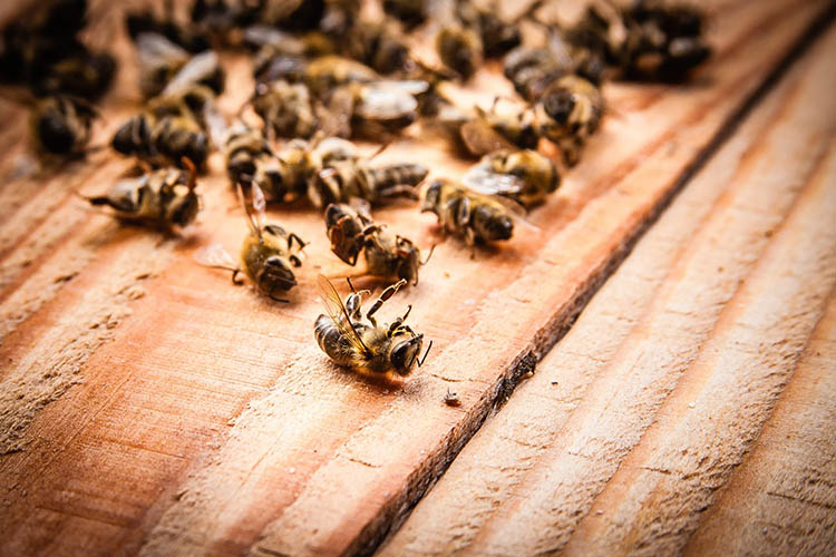 Ущерб от гибели пчел в Удмуртии составил 1,5 миллиона рублей