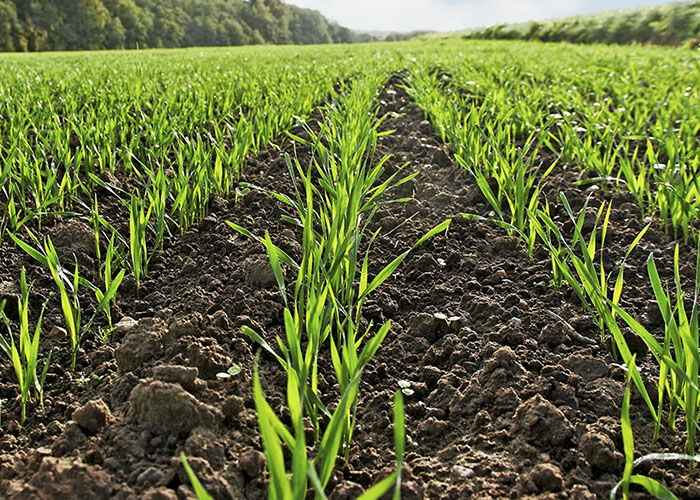 В Татарстане разрабатывается план обновления семян под урожай 2020 года