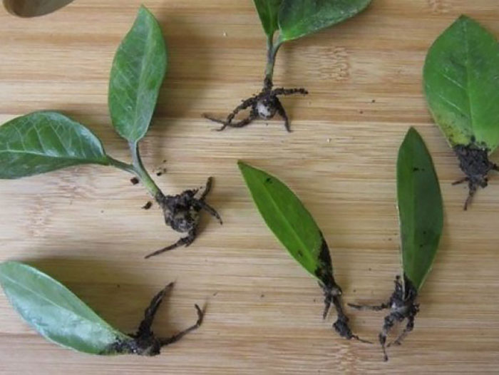 Замиокулькас: размножение листом
