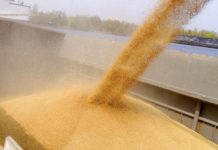 ​Из порта Крыма в Сирию отправят 250 тыс. тонн зерна