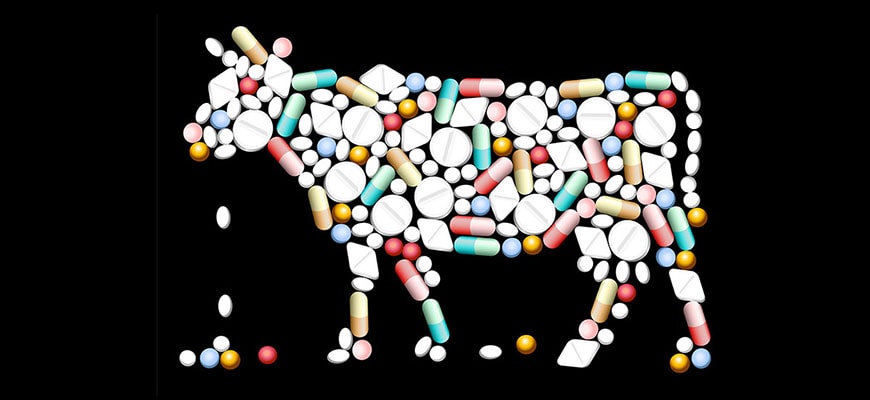​В РФ хотят ужесточить контроль за использованием антибиотиков при производстве мяса и молока