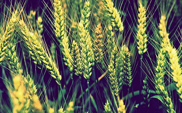 Биопрепараты для защиты озимой пшеницы от болезней мифы и реальность