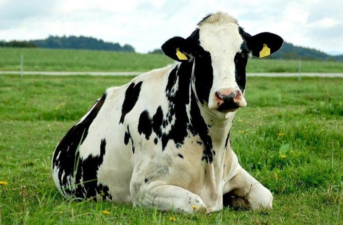 Более 200 миллионов из госказны в Псковской области направят на закупку импортного скота