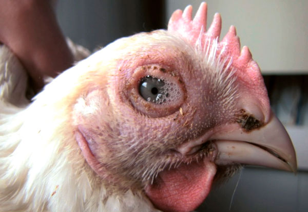 Болезни глаз у кур несушек, цыплят и бройлеров – симптомы и лечение 👁‍🗨