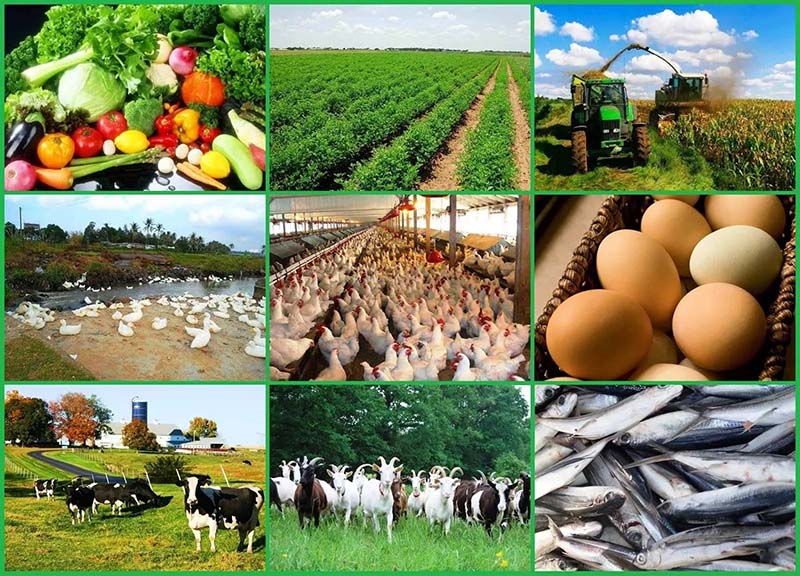 Эксперты определили наиболее рентабельные отрасли ведения фермерских хозяйств в России-min