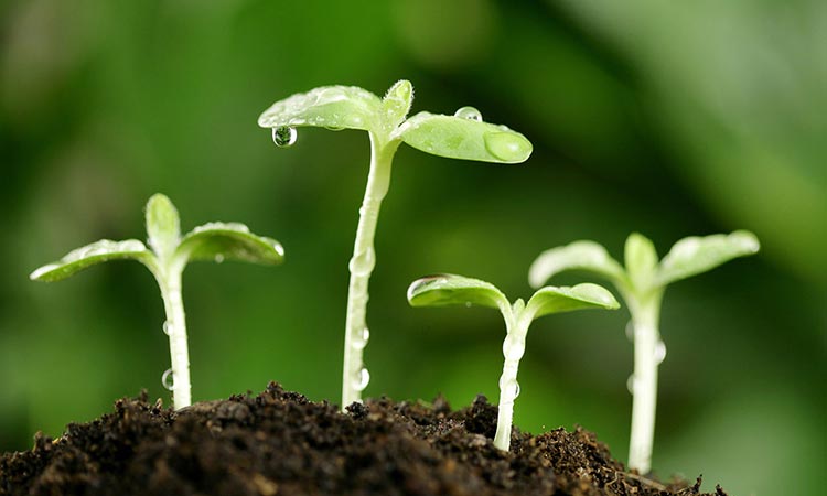 Источник азота для ваших растений