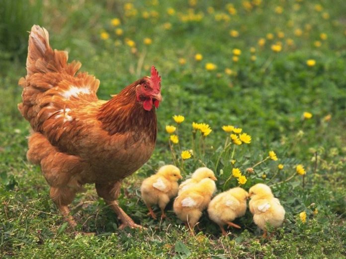 Как можно вычислить возраст курицы