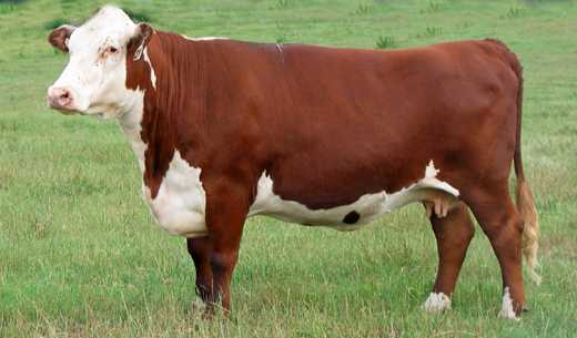 На фото – корова герефордской породы.