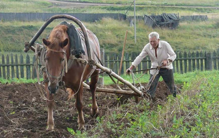 Почему выжить натуральным хозяйством в России нельзя