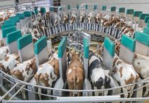 В Башкирии завершили строительство роботизированной молочной фермы
