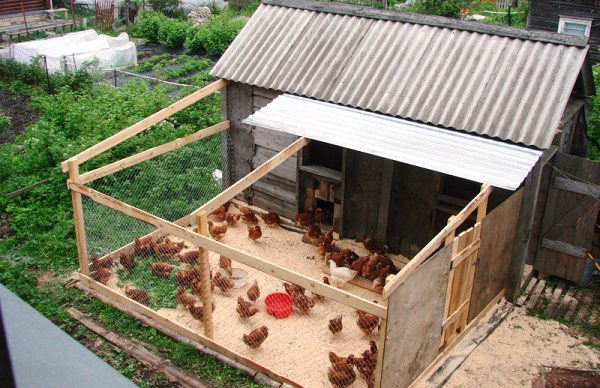 Выращивание кур