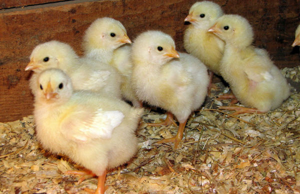 Первые дни цыплят-бройлеров: чем кормить и как ухаживать