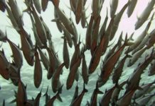 573 тонны лососей изымут на Сахалине для рыбоводства