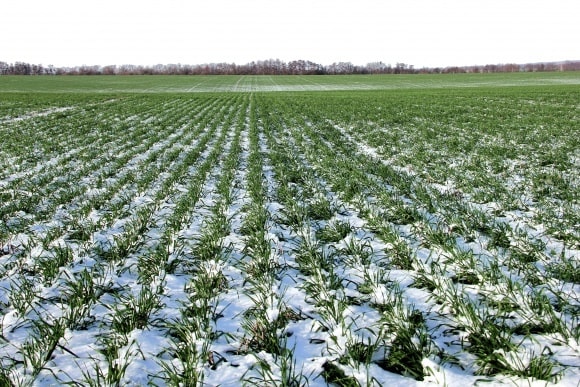 Аномально теплая зима не навредила сельскохозяйственному комплексу Подмосковья