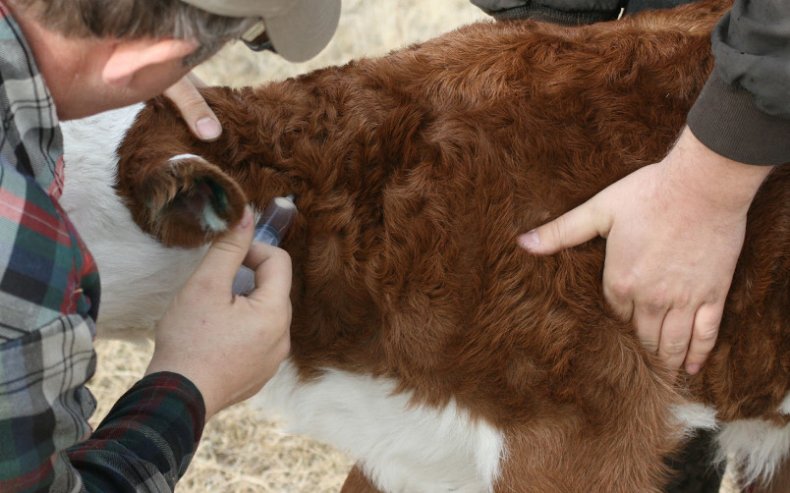 Более 80,5 тыс. животных привили от бешенства в Подмосковье выездные бригады ветеринаров с начала марта