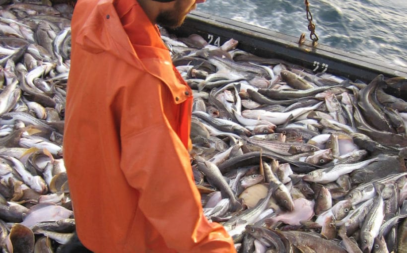 Дальневосточные рыбаки могут потерять миллиарды из-за решений Росрыболовства