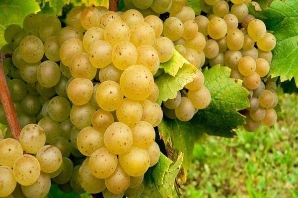 Как освоить формировку винограда? Рекомендации, как для начинающего, так и для опытного виноградаря