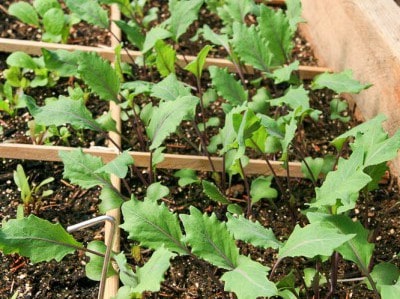 Капуста кольраби: выращивание и уход