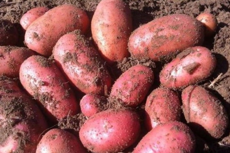 Картофель «Ред Скарлет». Описание и характеристики сорта, урожайность, правила высадки