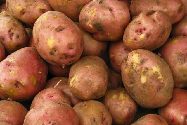 Картофель «Ред Скарлет». Описание и характеристики сорта, урожайность, правила высадки