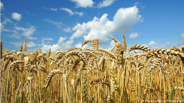 Кубанские селекционеры вывели новый сорт яровой пшеницы с урожайностью более 100 ц/га