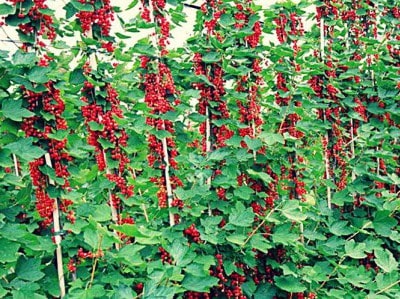 Куст красной смородины: выращивание и уход
