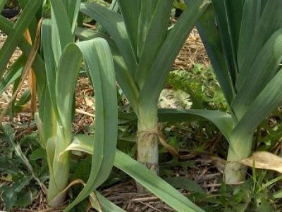 Лук-порей: выращивание из семян