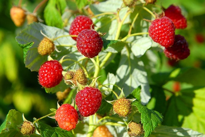 Малина: посадка, выращивание и уход за ягодой