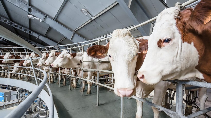Молочная продуктивность коров в хозяйствах Подмосковья выросла на 4,5%