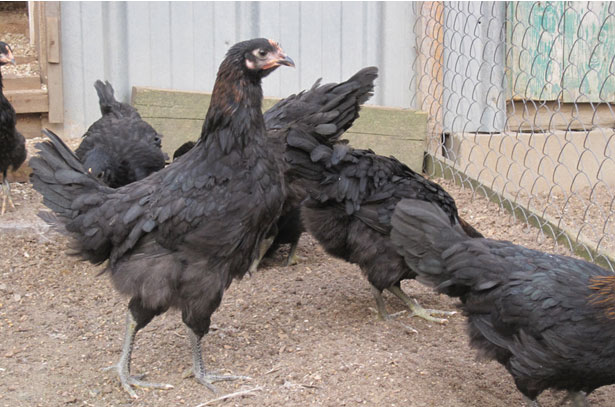Московская черная порода кур