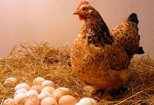 Образование яйца у курицы