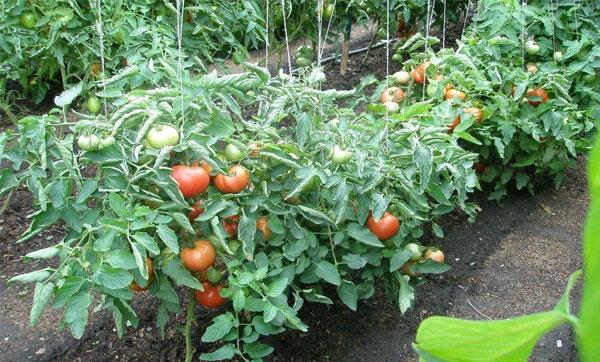 Правила выращивания томатов в открытом грунте