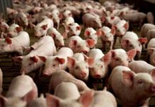 Производство свиней в Тамбовской области в январе выросло в 1,5 раза