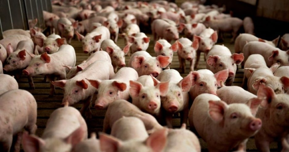 Производство свиней в Тамбовской области в январе выросло в 1,5 раза